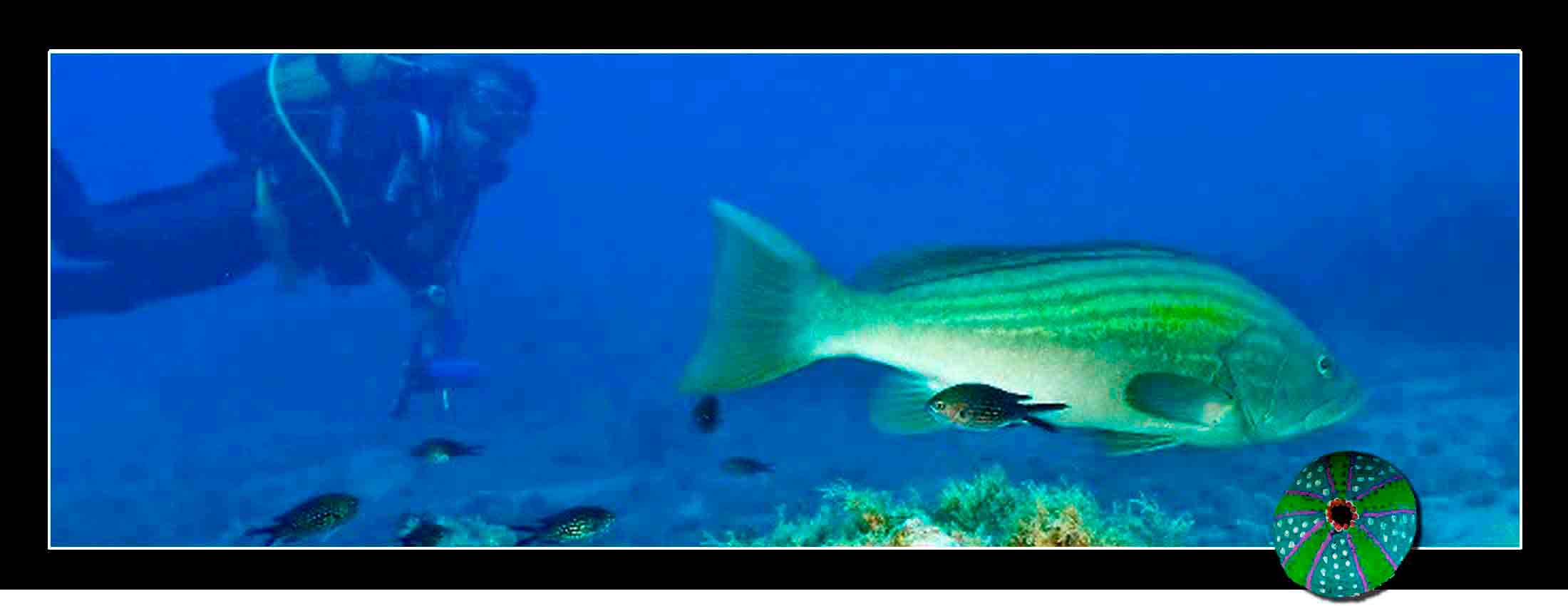 Buceo en Cabo de Gata, Buceo las Negras